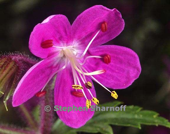 pelargonium 1 graphic